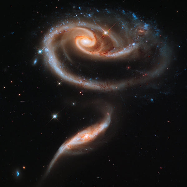Rose (Arp 273)