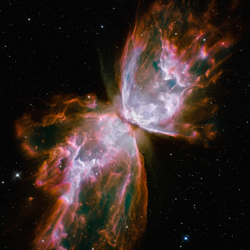 Nebula Butterfly