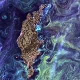 Gotland Phytoplankton